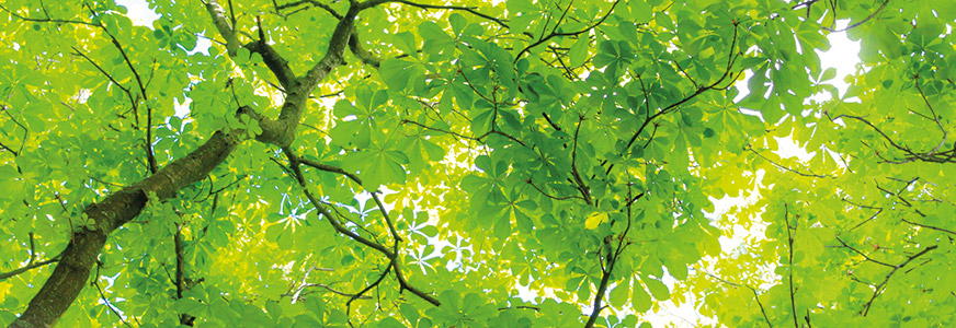 Co-Creating a Digital Treasury: Myth vs Reality