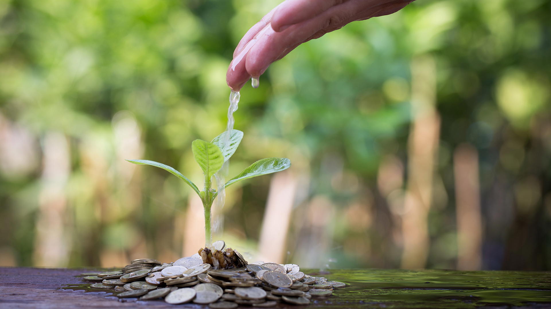 Zalando: From Startup to Grown-Up