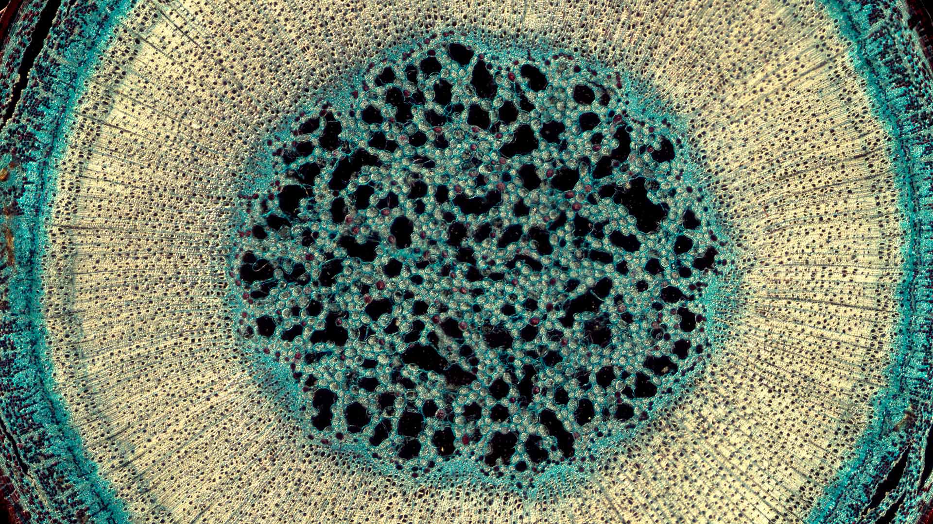 Open Banking and Innovations in the Pipeline