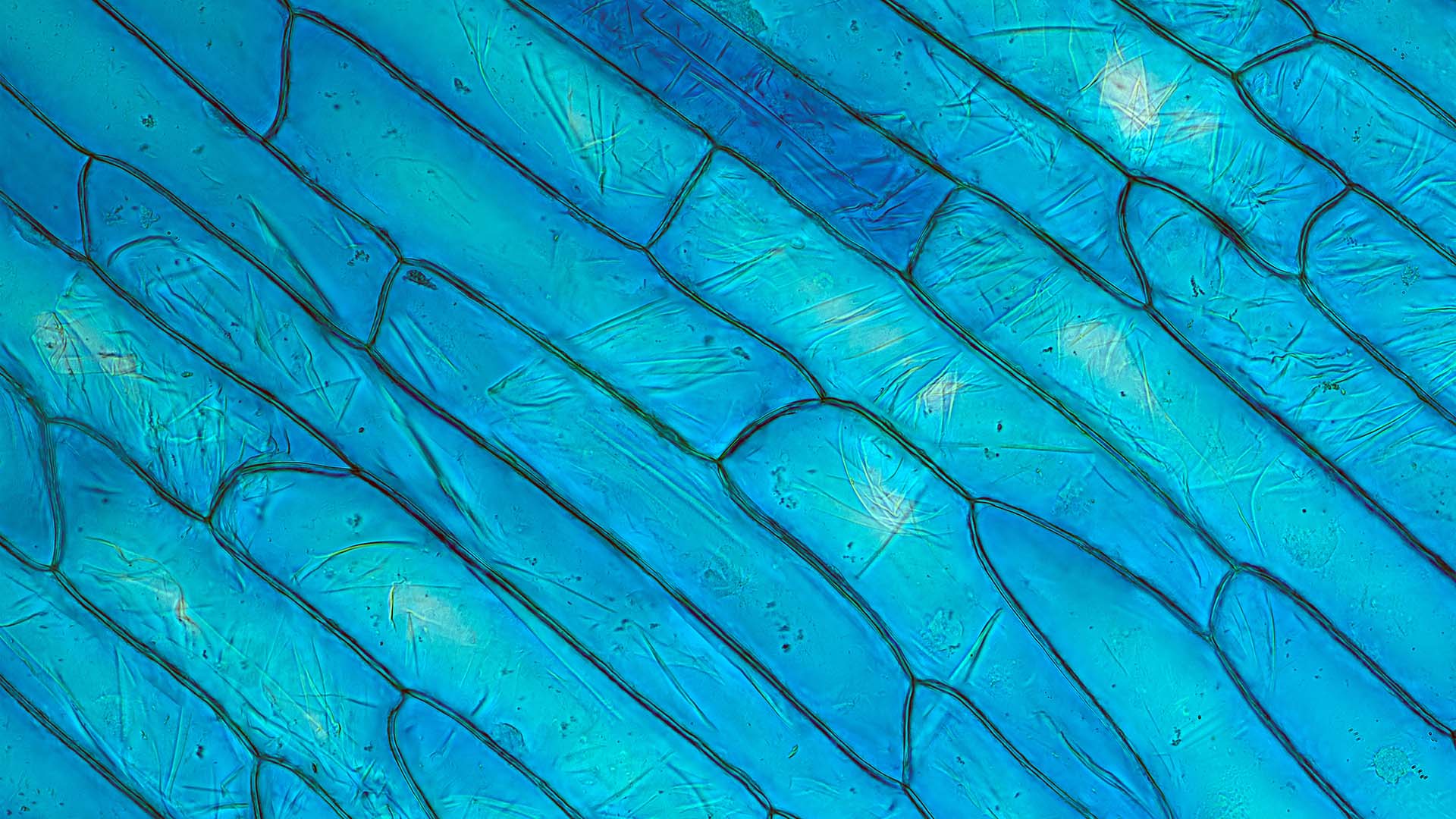 APIs: The Corporate Angle